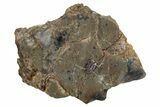 Polished Lunar Meteorite ( g) Slice - Adrar #301041-1